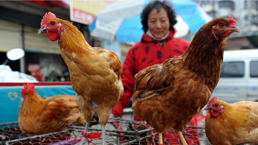 H7N9 Bird Flu_AP_April 1 2013.jpg